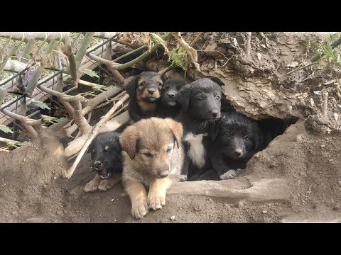 6 Little Puppies Hide In a Cave In The Forest, It's About to Rain So Any Day Could be Their Last