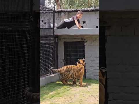 Playing with Bangal Tiger | Azan Butt Tiger #youtubeshorts #tiger