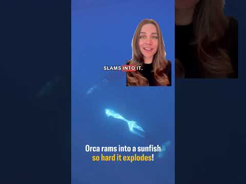 This orca rams into a sunfish so hard it explodes | Science News