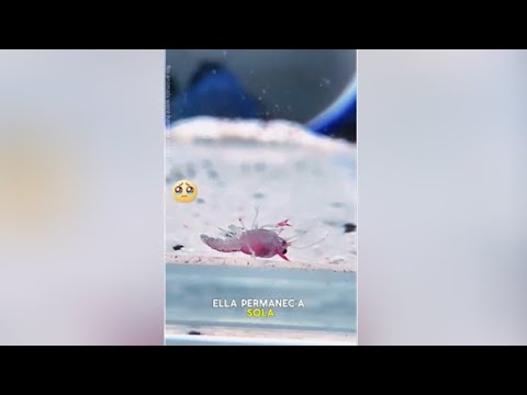 Esta langosta nació sin una pata, pero no se rindio.#video #viral #animallife #animals