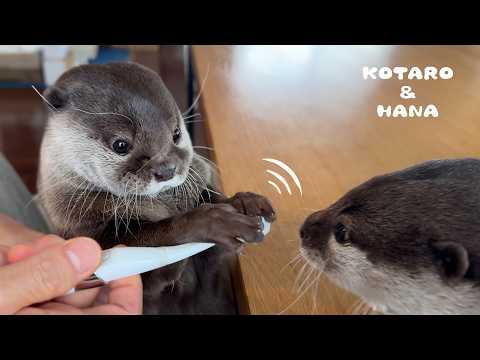 カワウソに電動舌ブラシをあげたらリアクションが完璧すぎた！　Two Otters vs Electric Tongue Brush: Who Will Figure It Out?!