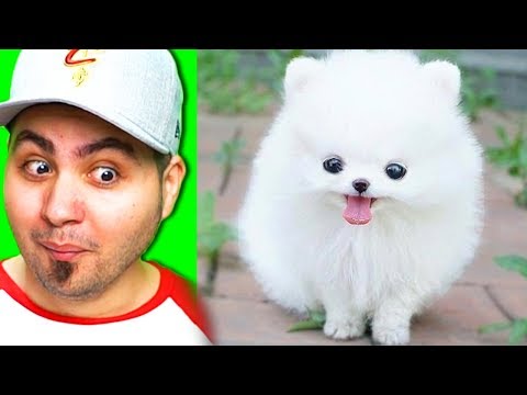 RIESCI A RESISTERE AL VIDEO PIÙ COCCOLOSO DEL MONDO?!