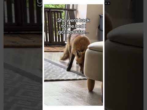 My home became her sanctuary #wholesome #animals