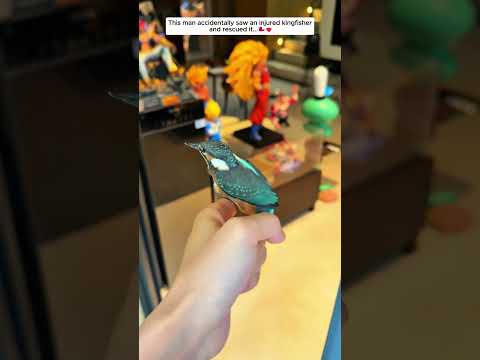 Man Rescues an Injured Kingfisher #kingfisher #birds #animals #wildliferescue #rescue #animalshorts