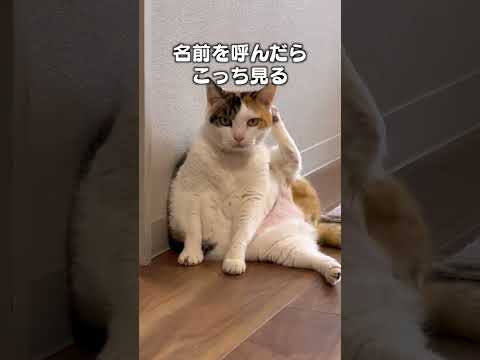 たくさん話しかけて育った猫の愛らしさとエピソード サムネイル