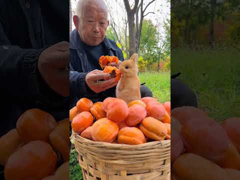 The persimmons are ripe. Grandpa and the little rabbit eat persimmons together. Cute pet debut p