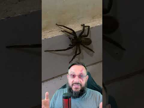 Aranha gigante apareceu na casa de seguidor em Rio das Ostras