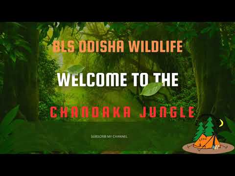 “Majestic Peacock in the Wild – Incredible Bird Display”#chandaka wildlife .