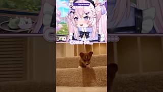 Can This Puppy Make It Down The Stairs?