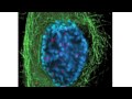 Mitosis and Meiosis Explained