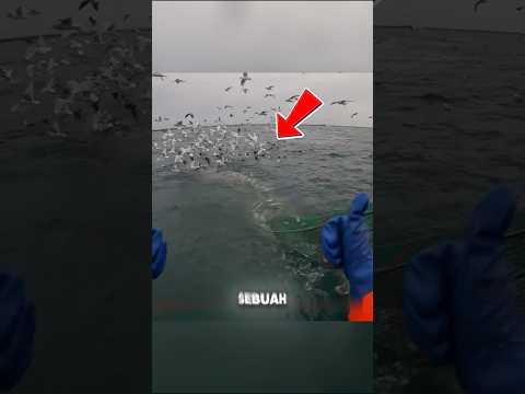 CARA NELAYAN ALASKA MENANGKAP GEROMBOLAN IKAN