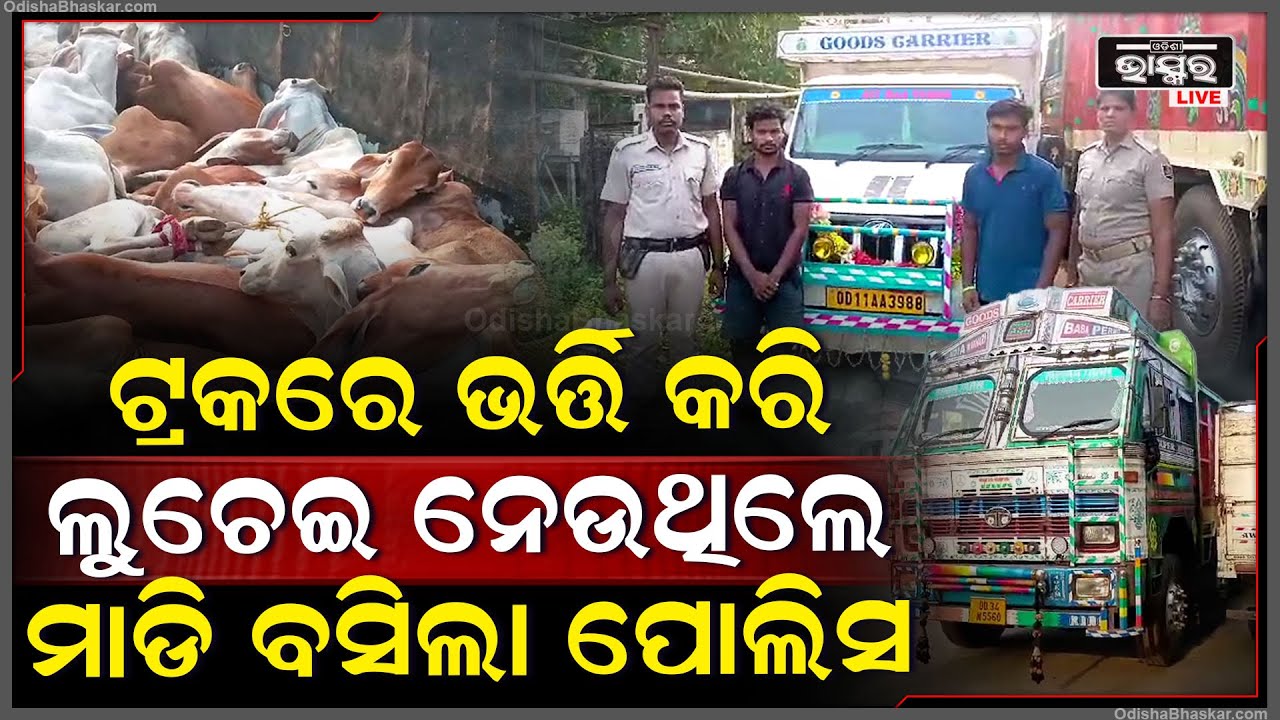 ୧୬ ଚକିଆ ଟ୍ରକ ସହ ୨ଟି ପିକ୍ ଅପ ଭ୍ୟାନରେ ଲୁଚେଇ କରୁଥିଲେ ଚାଲାଣ... ଖବର ପାଇଁ ମାଡି ବସିଲା ପୋଲିସ ।
