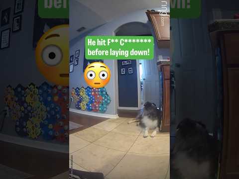 My Talking Dog Said WHAT? 😂 #talkingdog #letsgoripley #australianshepherd