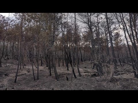 Grecia, cosa non ha funzionato nella lotta agli incendi che hanno devastato il Paese