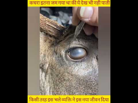 बेचारी हिरण 😧