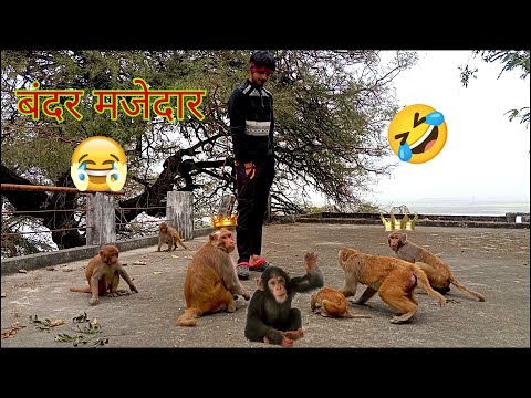 Monkey Rani: The Goofy Queen of Indian Vlogs