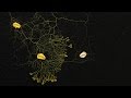 Understanding Slime Mold: Physarum polycephalum