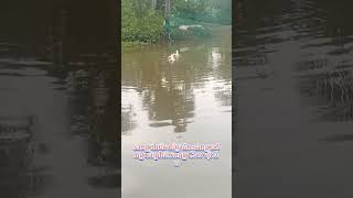 Muốn cuộc sống an nhàn - Đàn vịt tung tăng bơi lội miền Tây #shorts