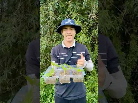 THE FORESTS ARE SLOWLY DYING🌲#ohd #survival #camping #bushcraft #skills