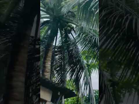 প্রতিদিন ফজরের নামাজের পরে🤲🥀🌸 #সুবাহানআল্লাহ#shorts#youtubeshorts #mijanur_rahman_ajhari #motivation