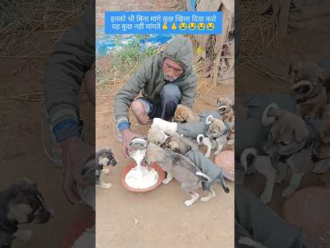 Small puppy dogs 🐕🐕🐕🐕#ytshorts #helpvoiceless #doglover #animals #shorts #dog