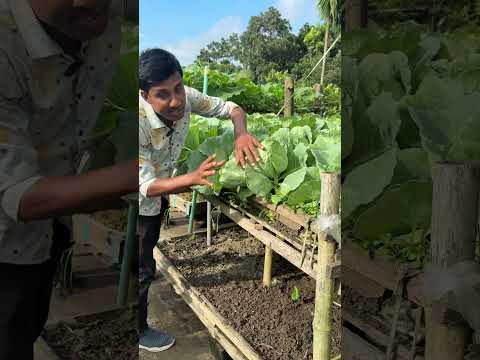 শিকড় প্রযুক্তির সাদ কৃষি