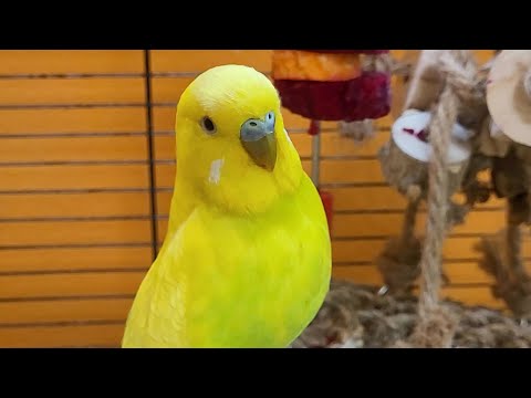 happy budgie sounds