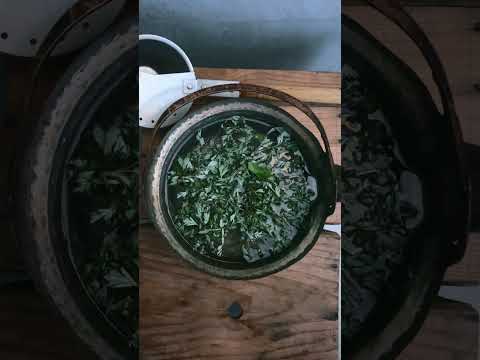 春のinakasaunaは野草と桜