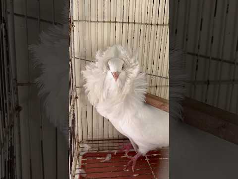 Fancy kabotar pakr liya😱 #viralvideo #birds #pigeon #foryou #lovebirds #mostviral #fyp