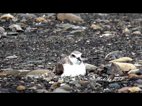 東方環頸鴴孵蛋與擬傷 / Kentish Plover Hatching - YouTube