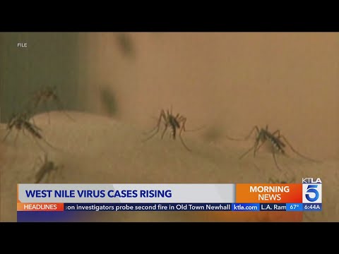 West Nile cases rise to 100 in L.A. County; health officials urge precautions