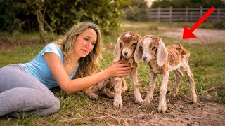 Saving Orphaned Newborn Goats! Will They Survive?!
