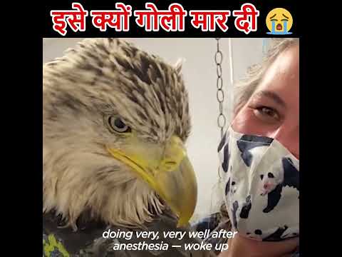 इसे क्यों गोली मार दी😭 #shorts #humanity