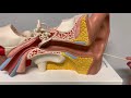 Ear Anatomy and Function Assessment