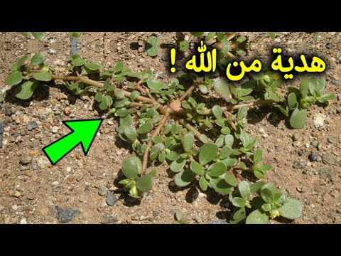 إذا رأيت هذا النبات احضره فوراً الى منزلك.. ستحمد الله كثيراً ! شاهد السبب ..!!!
