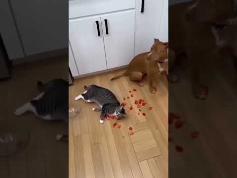 Muito bonzinho esse auau😍