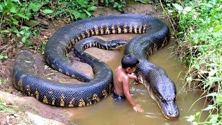 The Silent Giant of the Amazon | Green Anaconda in the Wild