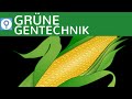 gruene-gentechnik-transgene-pflanzen-tiere/