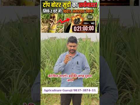 24 घंटे में टॉप बोरर की सुंडी खत्म। सफेद मक्खी हो जाएगी खत्म। गन्ने से टॉप बोरर का सफाया