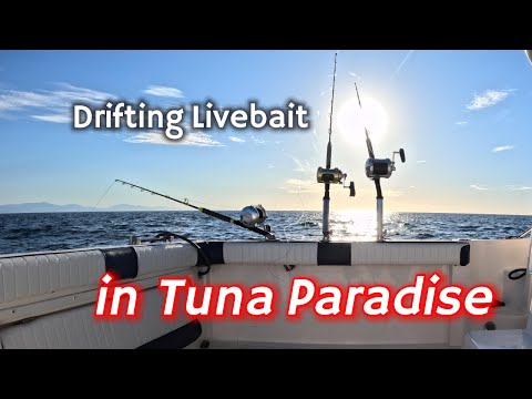 Drifting Livebait for Giant Bluefin Tuna in Gibraltar, Tuna Paradise