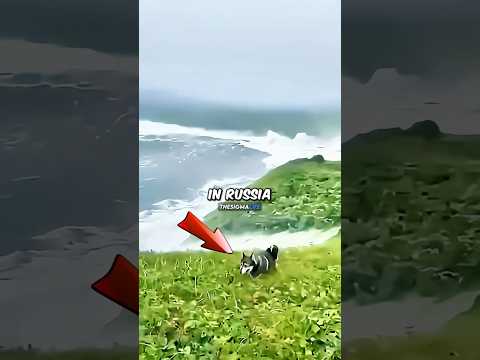 Joe Rogan Reacts to Dog's Tsunami Escape 🌊😱