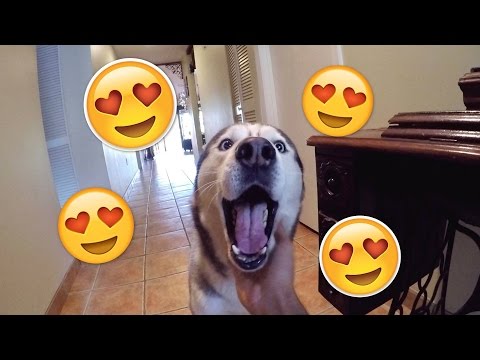 What Coming Home to my Husky Looks Like!!