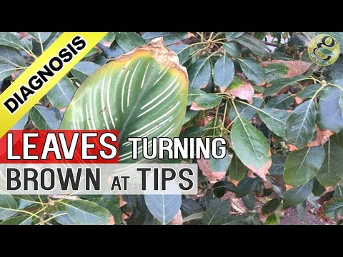 PLANT LEAF DRYING and BROWN at TIPS AND EDGES: Top 5 Reasons - Diagnosis Cure and Hacks (Tips)