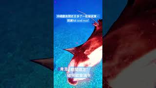 沖繩慶良間近日多了一批碰瓷檔，在特定地方碰瓷，今次證據確鑿！Hit and Run! 😅#沖繩潛水 #青潛 #慶良間潛水