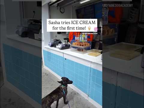 Belgian Malinois tries ICE CREAM for the First Time!🍦 #dogtraining #malinois #brandywinedogacademy