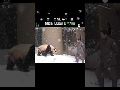 ❄️눈 오는 날, 이제 그만 집에 가자며 푸바오를 데리러 나오신 할부지들☃️ #fubao #푸바오 #panda