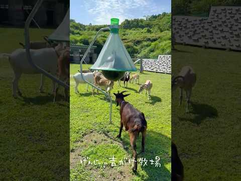 アブを捕まえる「アブキャップ」の効果　#shorts