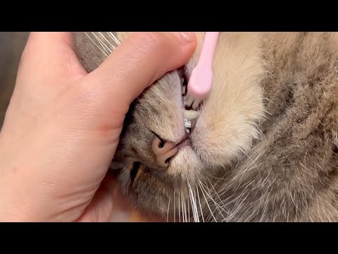 猫の動画サムネイル - まるで赤ちゃん!?衝撃の歯磨き猫