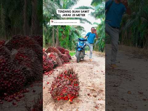Tendang buah sawit #kelapasawit #kurirsawit #petanisawit #kebunsawit #panensawit