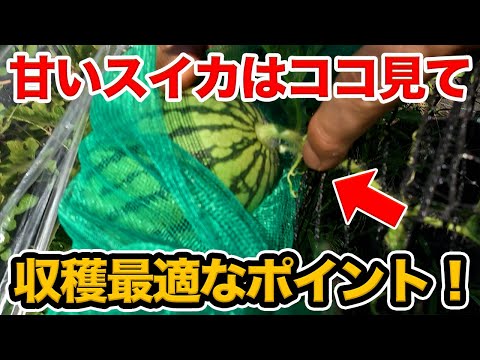 甘いスイカを作り切る！ココ見て収穫して欲しいポイント【農園ライフ】